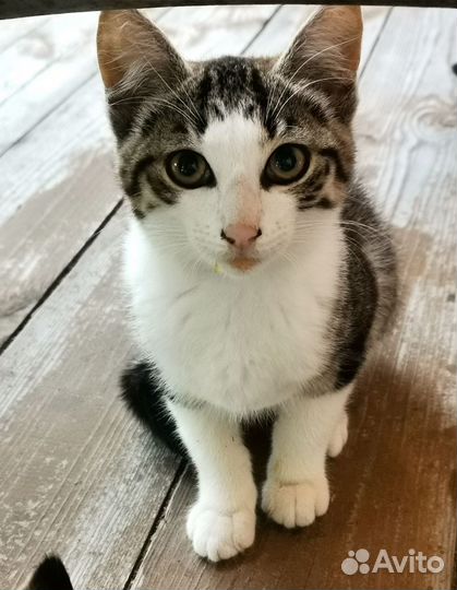 Котята в добрые руки бесплатно