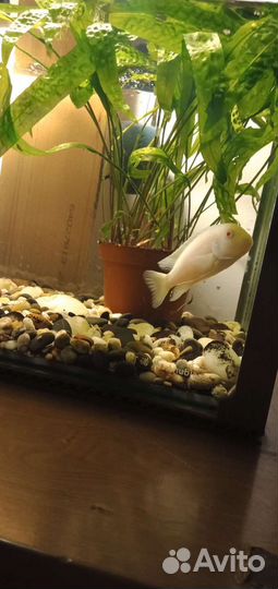 Снежный принц,самец