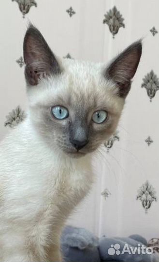 Отдам кота в добрые руки бесплатно