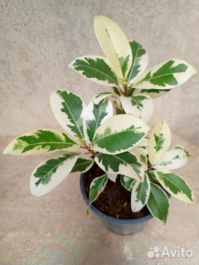 Фикус микрокарпа Альба