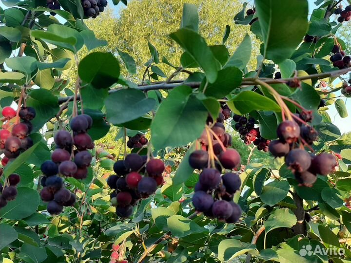 Саженцы ирги канадской