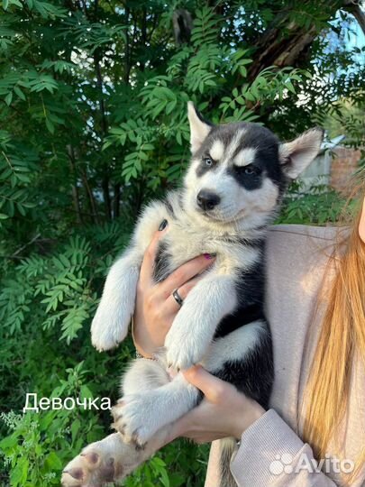Щенки сибирской хаски