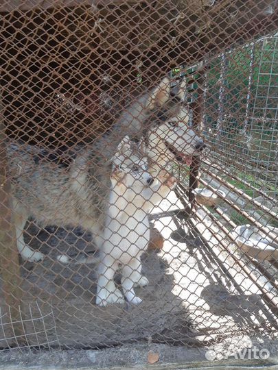 Сибирский хаски