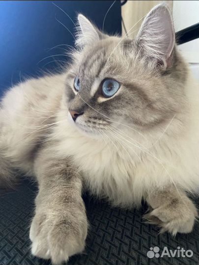 Аренда сибирского кота для фото/видео съемки