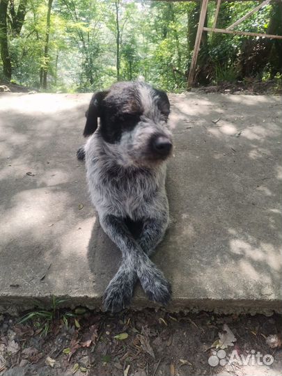 Курцхаар кобель