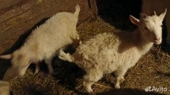 Козлята, козел