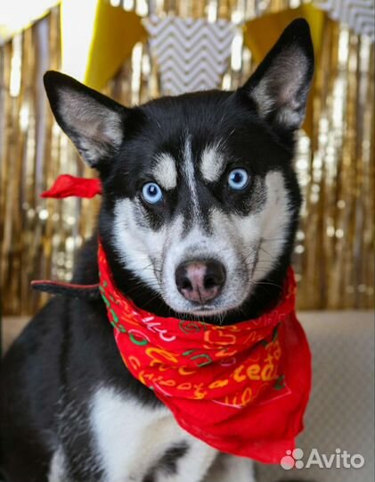 Эсми хаски из приюта