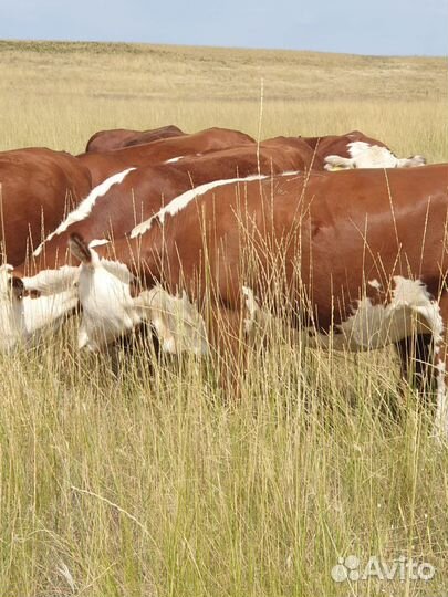 Телки гелефорд