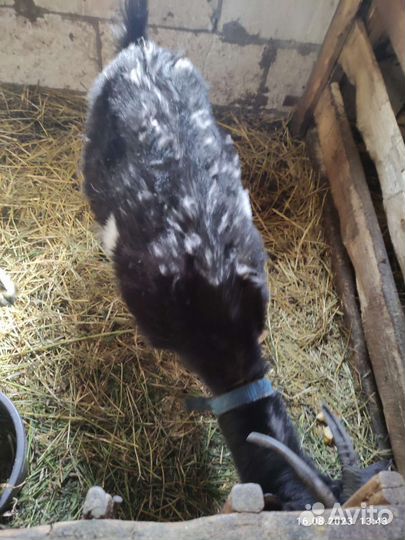 Молодые козы