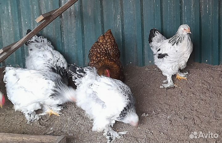 Инкубационное яйцо кур брама