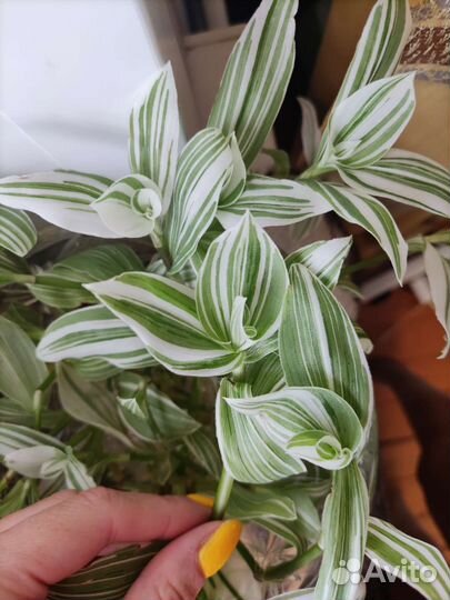 Традесканция