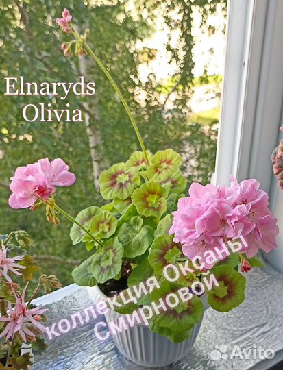 Герань пеларгония