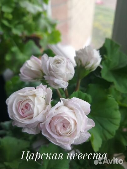 Ю-Царская невеста