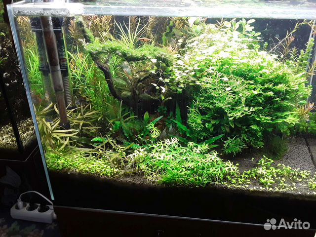 Обслуживание аквариумов