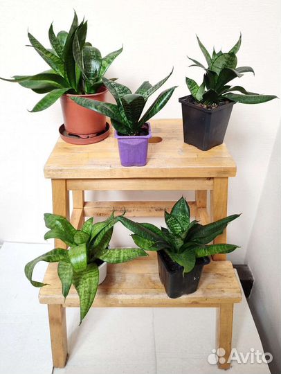 Сансевиерия Sansevieria Hahnii