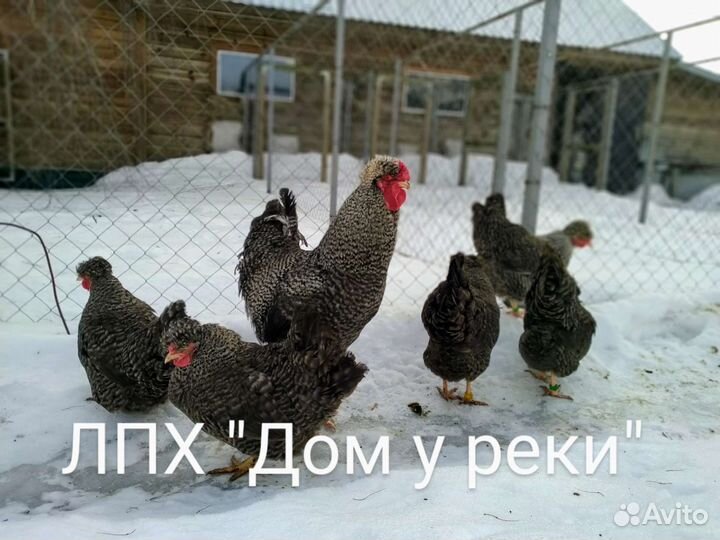 Куры породные