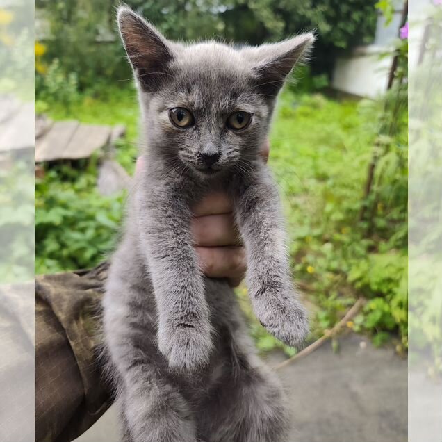 Котёнок в добрые руки