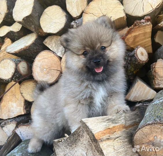 Щенки шпица