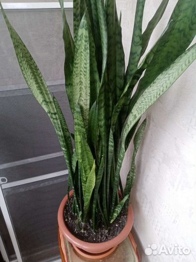 Комнатные растения, Хойя карноза цветет