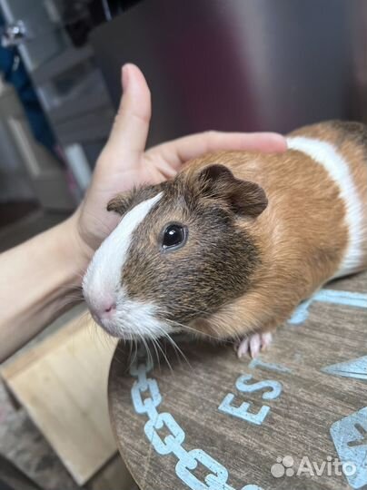 Морская свинка мальчик