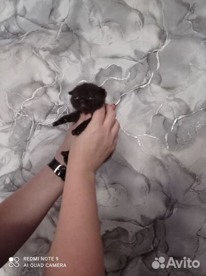 Продам Шотландских вислоухих котят