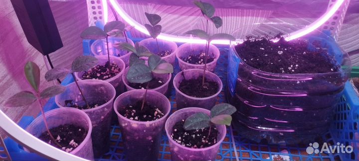 Саженцы помело