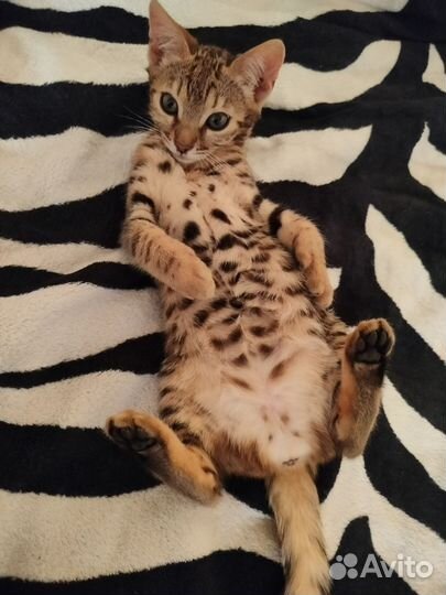 Котятя бенгальские