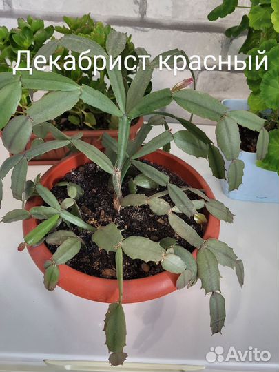 Декабрист,каланхоэ