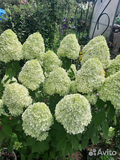 Гортензия Лаймлайт