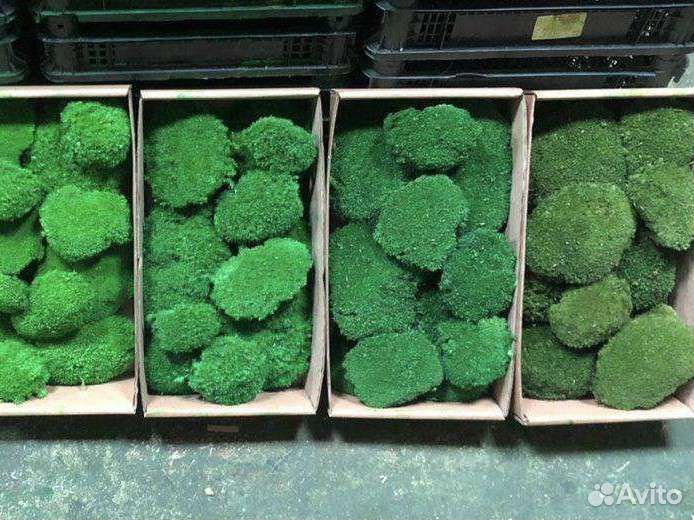 Мох стабилизированный, фито стены