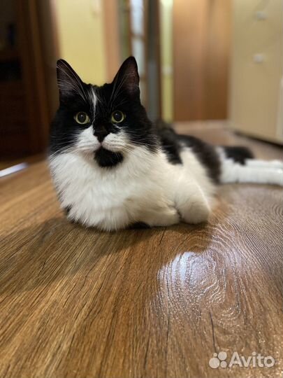 Ласковые коты ищут дом