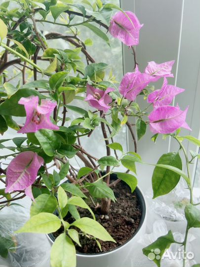 Бугенвиллия