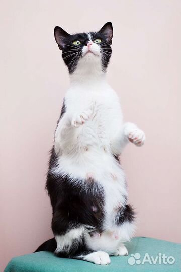 Приятно познакомиться - я кошка Куся