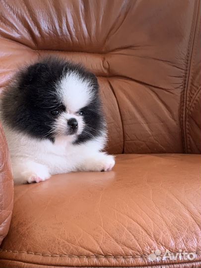 Щенки померанского шпица медвежьего типа