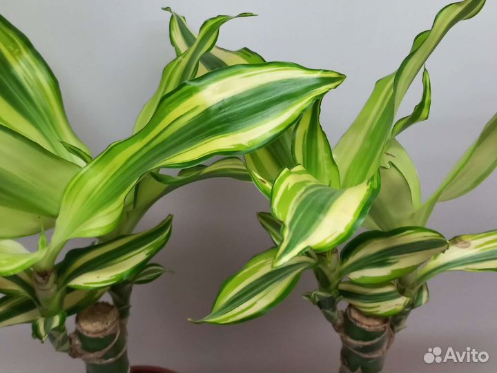 Драцена фрагранс Yellow Coast