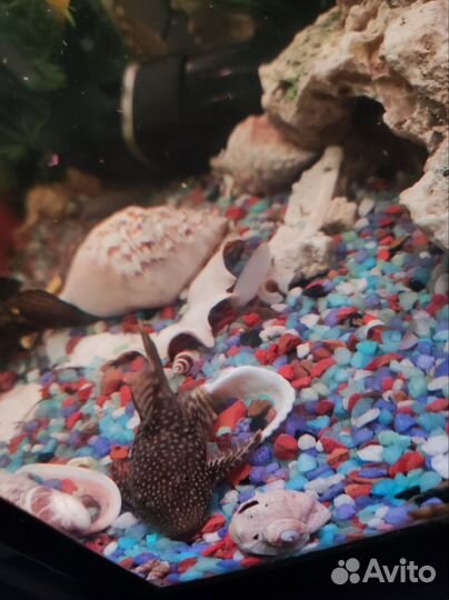 Сомы сомики самочки