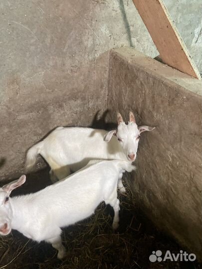 Козел 4 месяца