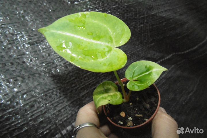 Антуриумы crystallinum x magnificum и silver blush