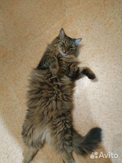 Пушистая кошка ищет кота для вязки