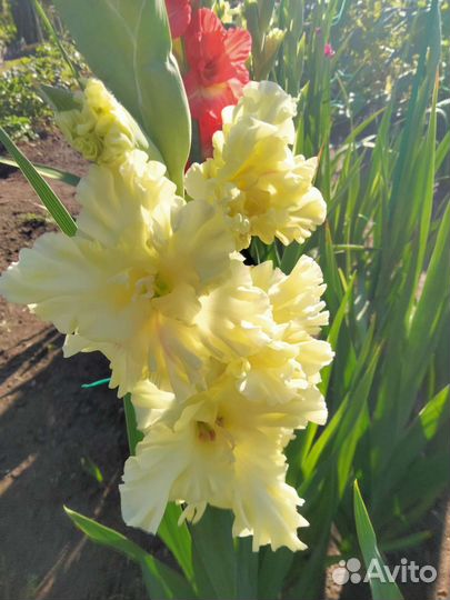 Гладиолусы луковицы