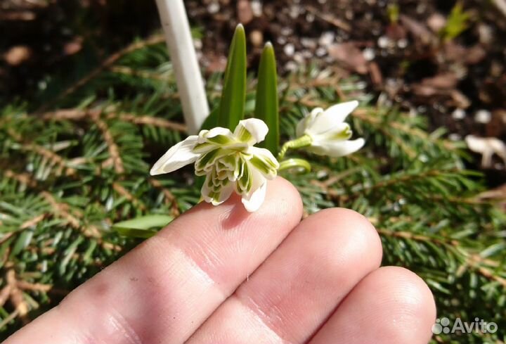 Садовые многолетники