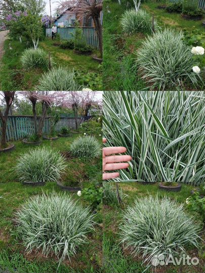 Злаки холкус,райграс,кортадерия,плющ,многолетники