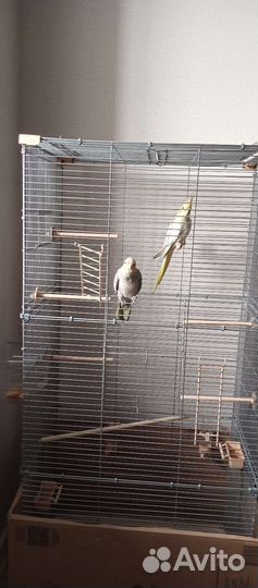 Продам 2 попугая корелла с клеткой