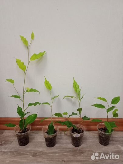 Фикус голден Моник