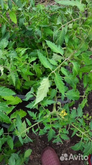 Рассада помидоры и перец сладкий