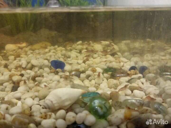 Креветки cherry