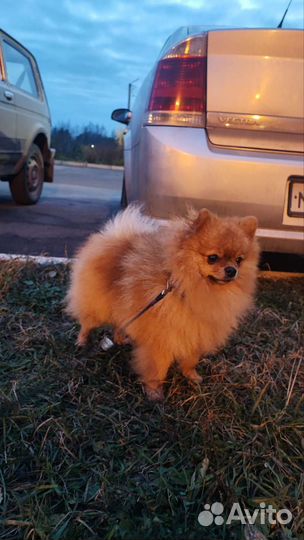 Мини шпиц вязка