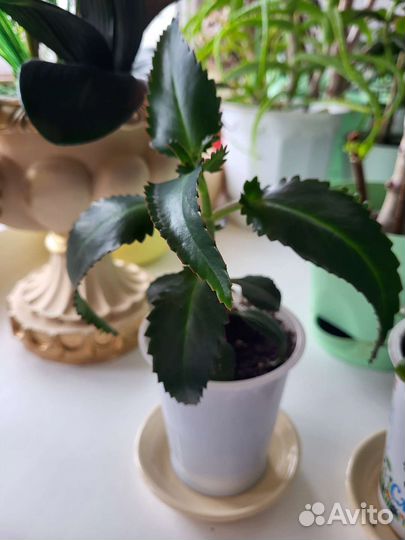 Каланхоэ, денежное дерево