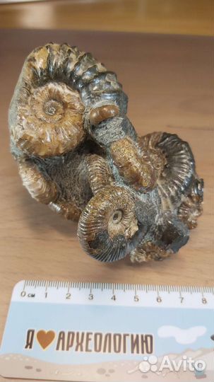 Красивое скопление аммонитов