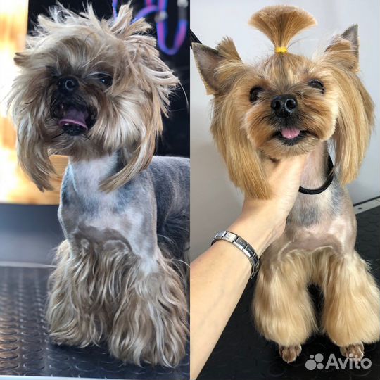 Требуется модель собачки